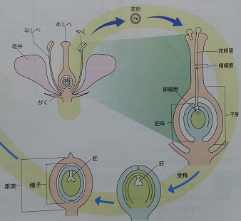 理科 胚珠が種子 子房が果実 卵細胞が胚 の違いと覚え方のコツ なるほど 塾講師が教える教え方のコツ